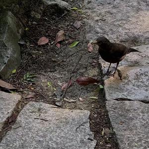 叶山小百合的牛仔裤
